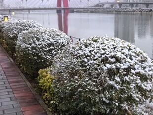 河边盛开的白色花丛