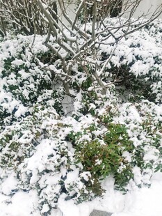 雪覆绿植冬日清新景致