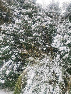 雪覆树林美景