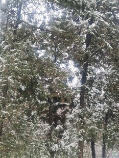雪覆树林美景