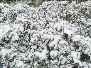 雪覆绿植美景