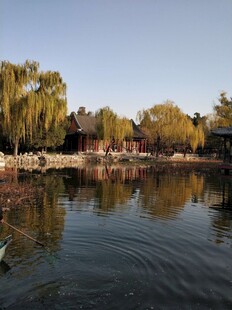 湖畔垂柳映景宁静风光