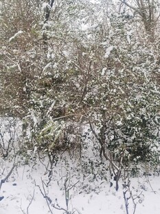 雪覆灌木景