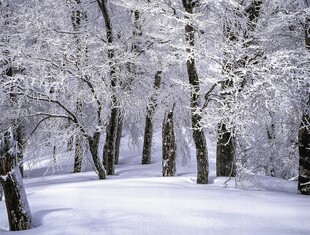 冬日雪覆树林美景