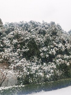 繁花满树的美丽景致