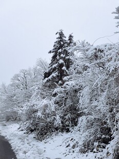冬日雪景中积雪覆盖的树木