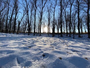 冬日雪地林间美景