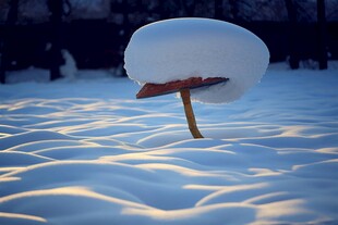雪中独伞尽显静谧诗意