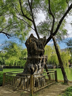 古老大树傲立公园之中