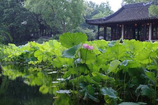 中式园林荷塘美景