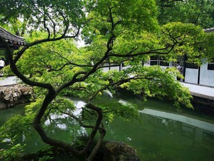 中式园林池塘边的翠绿松柏