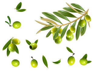 鲜绿橄榄枝与果实特写