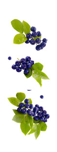 新鲜蓝莓配绿叶