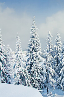 冬日雪覆松林美景