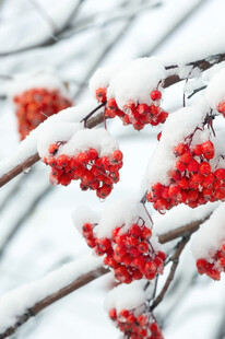 雪覆红果枝头美
