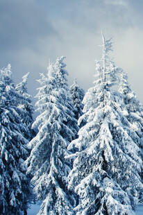 冬日雪景中的银白松树林