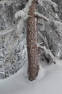 雪覆松树干