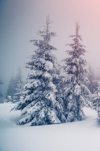 冬日雪景中的挺拔雪松