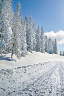 冬日雪覆道路与松林