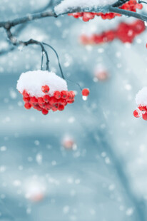 雪中红果景致