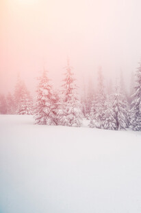 冬日雪景中的静谧松林