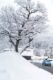 雪覆大树下的冬日街景