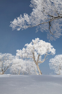 冬日雪景中的银白树木