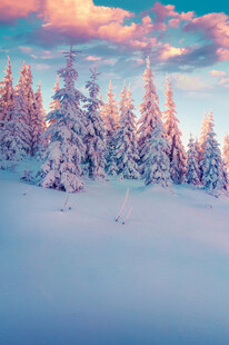 梦幻雪景中的雪覆松林