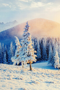 冬日雪林孤树美景
