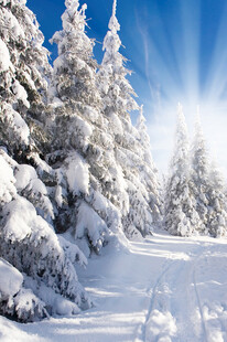 冬日雪林美景