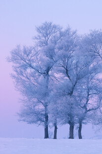 冬日雪林美景