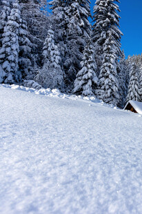 冬日雪景中的静谧山林