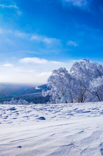 冬日雪景中的银白树木