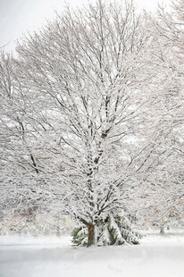 雪覆树木的冬日美景
