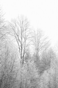 冬日雪覆树林美景