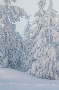 冬日雪景中的银白树林