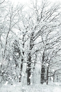 雪覆树林冬日美景