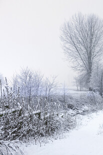 冬日雪景中的静谧小路