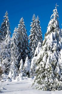 雪覆松林美景
