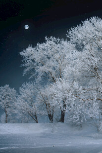 月夜下的冰雪覆树美景