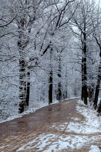 雪覆林间路
