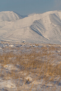 雪山下的广袤枯黄原野
