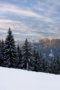 冬日雪山松林美景