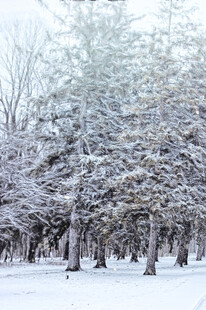 冬日雪景树林静谧之美