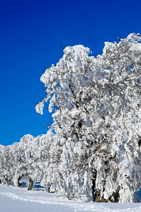 冬日雪树美景