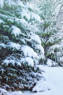 雪覆松林美景