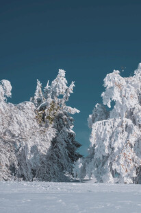 冬日雪景中的银白树木