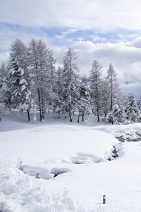 冬日雪景中的树木与积雪