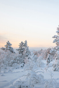 冬日雪景中的银白松林