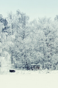 冬日雪景中的静谧树林
